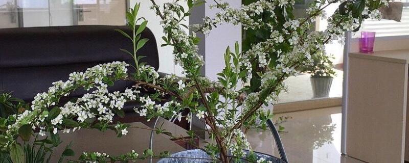 雪柳怎么剪枝（雪柳根部怎么剪）