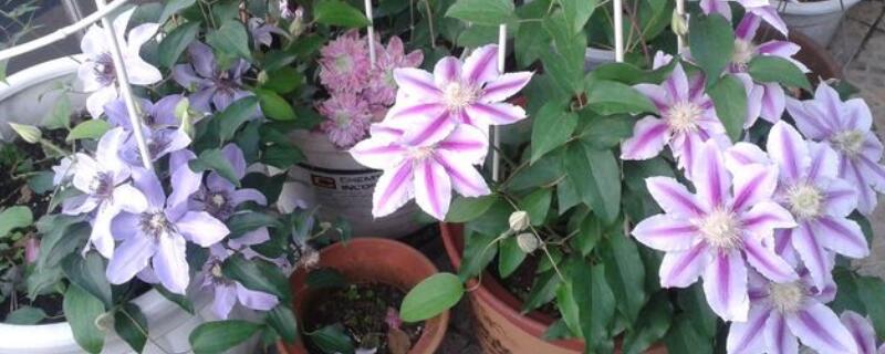 铁线莲盆栽多大盆合适 铁线莲盆栽用多大的盆