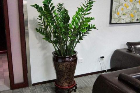 摇钱树多久浇水一次