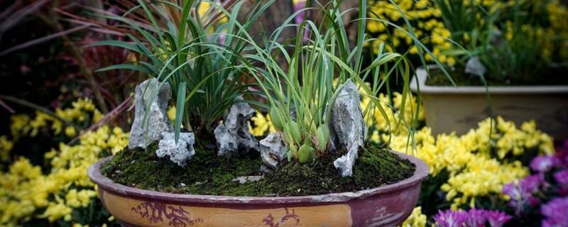 兰花移植(兰花移植 注意事项)