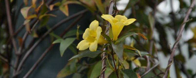 法国香水茉莉怎么养（法国香水茉莉怎么养才能开花）