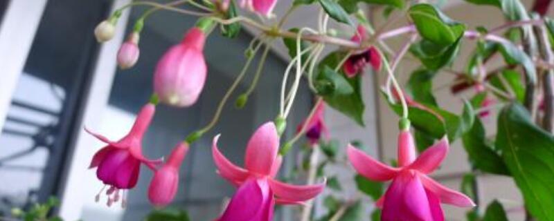 灯笼花叶子干枯怎么救 灯笼花花叶蔫了怎么办