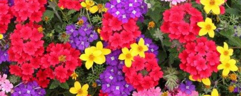 美女樱能养几年 美女樱是多年生吗