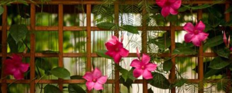 飘香藤怎么打顶(飘香藤的养殖方法和注意事项 打顶)