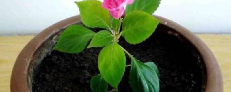 水梅花用什么肥料（梅花怎样用肥）