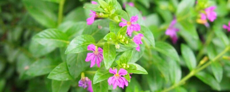 萼距花叶子干枯(萼距花叶子干枯掉落)