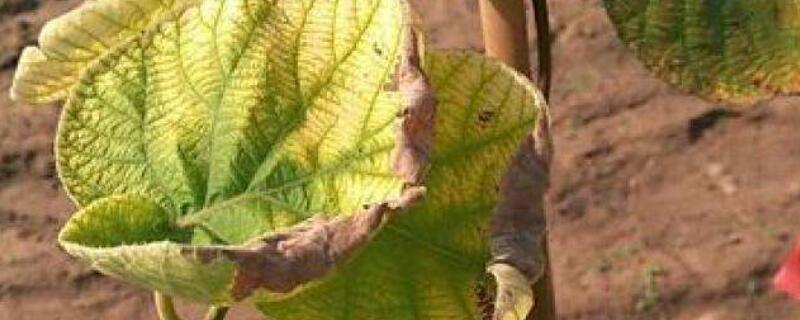 猕猴桃叶子发黄 猕猴桃叶子发黄边干枯是怎么了