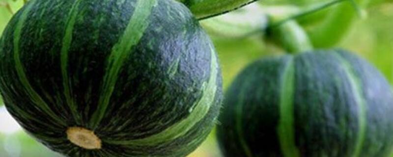 南瓜修剪方法 南瓜的剪法