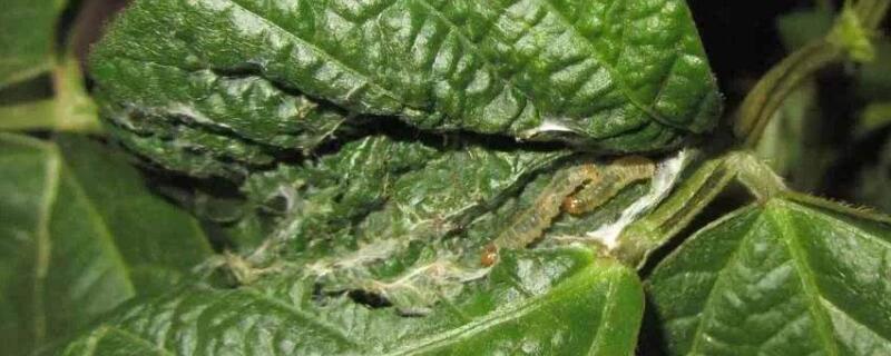 豆角叶子干枯怎么回事 豆角叶干枯是怎么回事