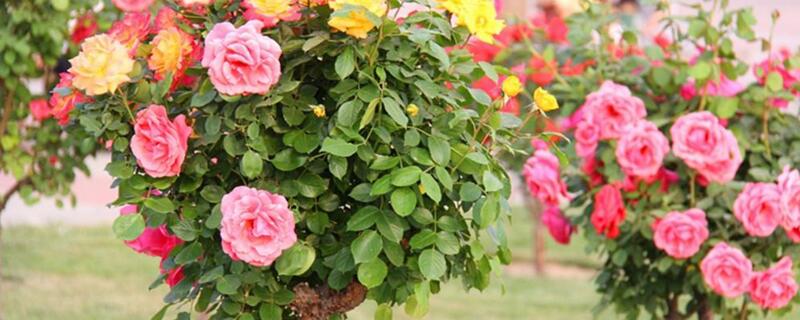 蔷薇嫁接月季的时间（野蔷薇嫁接月季的时间）