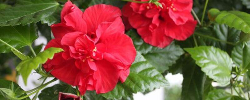 木菊花水中生根方法 菊花能用水生根吗