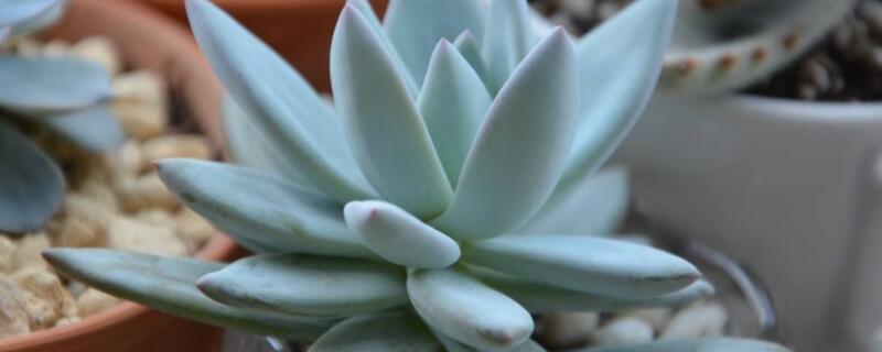 霜之朝如何繁殖 霜之朝怎么繁殖