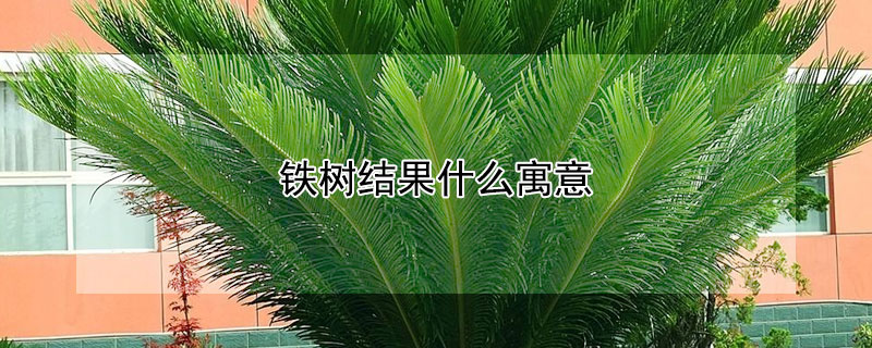 铁树结果什么寓意(铁树结果叫什么)