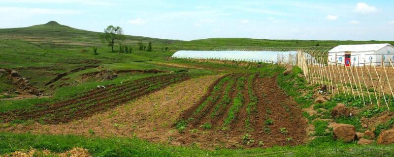 盆栽用什么土（金弹子盆栽用什么土）