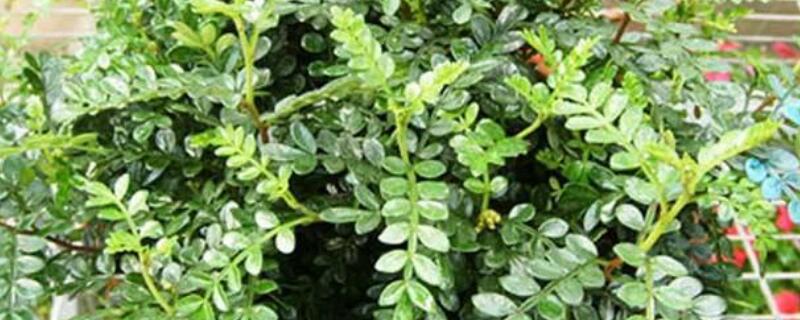 清香木的养殖方法和注意事项（清香木的养殖方法和注意事项 – 养殖日记）