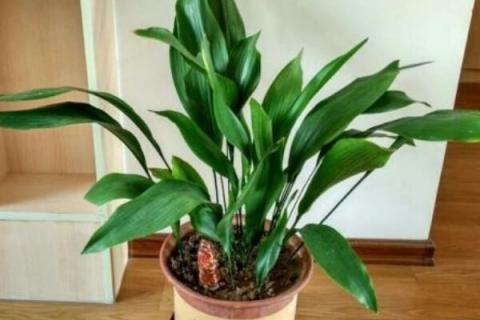 一叶兰叶子发黄是怎么回事