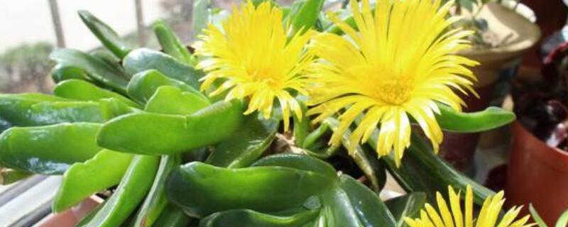 黄花新月怎么扦插 黄花新月多肉怎么插