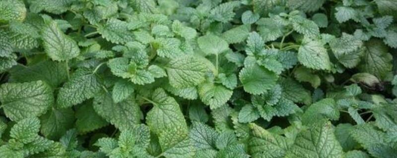 金钱薄荷怎么养（薄荷,怎么养）