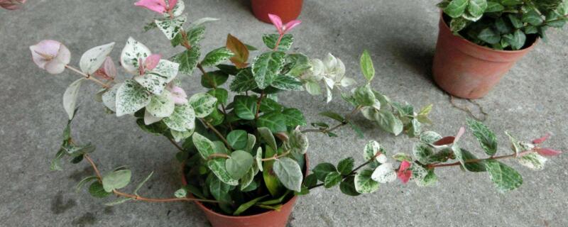 花叶络石叶子干硬（花叶络石叶子干硬怎么办）