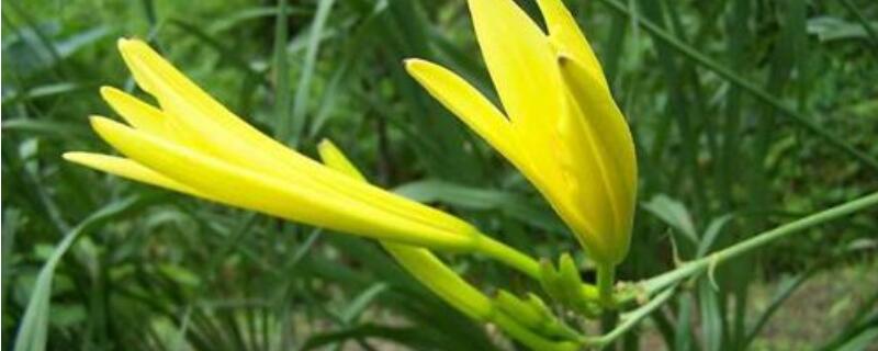 黄花菜怎么过冬 黄花菜怎么样过冬