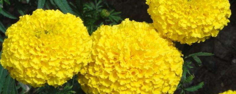 万寿菊怎么修剪（万寿菊花后怎么修剪）