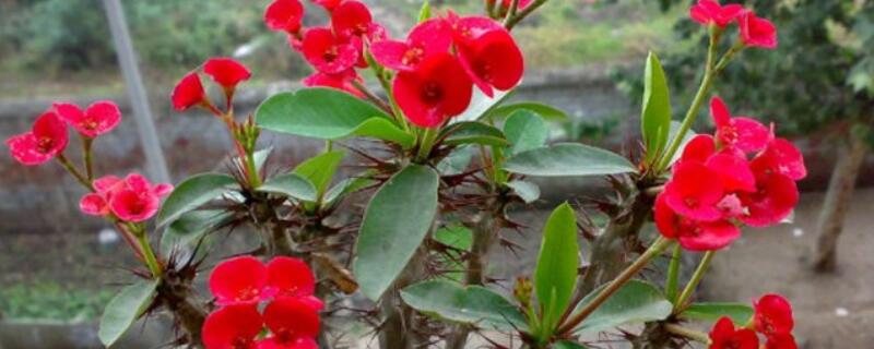 虎刺梅怎么种植盆栽 虎刺梅用什么盆栽好