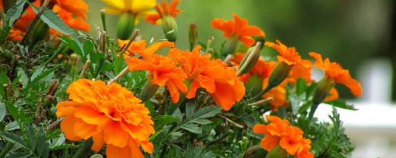 孔雀菊可以种家里吗 孔雀菊可以种家里吗?有没有毒