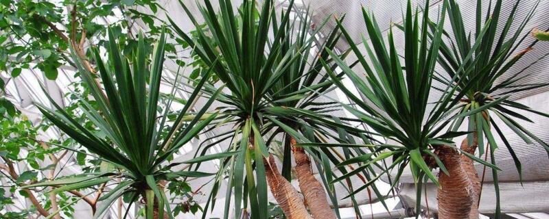 龙血树叶子尖发黄干枯 龙血树叶子尖发黄干枯怎么修剪