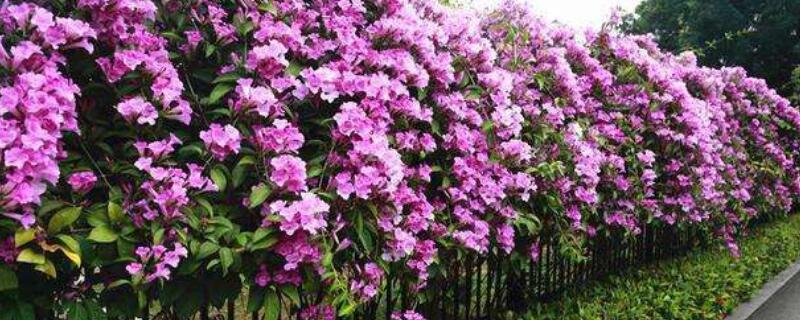 飘香藤不开花什么原因（飘香藤一直爬藤不开花）