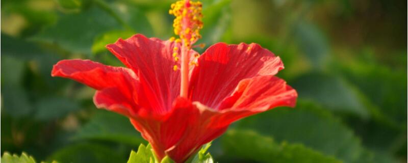 新买的扶桑花怎样盆栽 种扶桑花用什么花盆