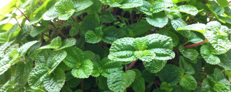 薄荷的根如何栽（薄荷怎么长根）