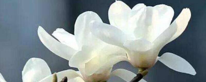 白玉兰花怎么浇水 白玉兰平时怎么浇水