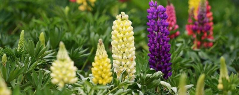 宝塔花怎么种（宝塔花怎么养殖）