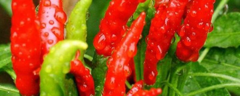 辣椒叶子有黄斑怎么治(辣椒叶上有黄斑是什么病)