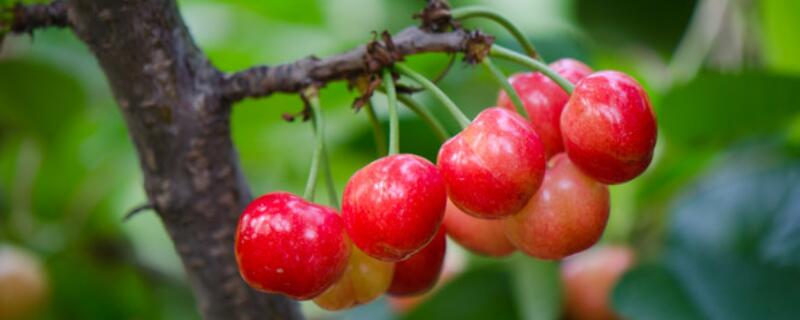 樱桃树防冻办法（樱桃树怎样防冻害?）