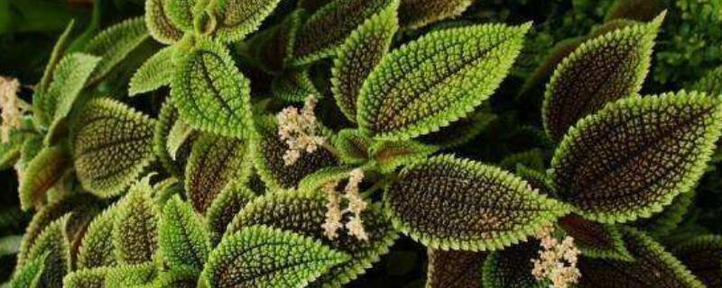 皱叶冷水花怎么摘心 皱叶冷水花怎么浇水