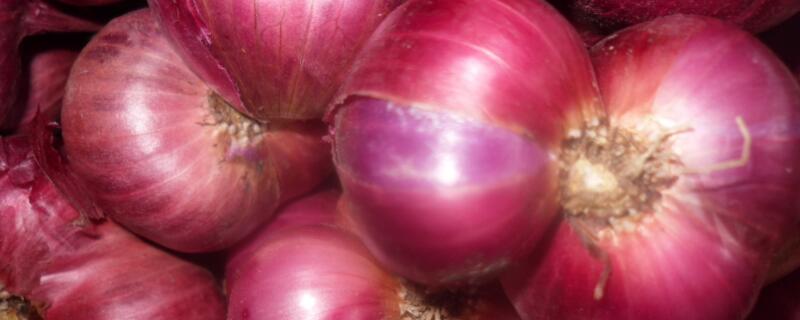 洋葱发芽了怎么种 洋葱发芽了怎么种盆栽