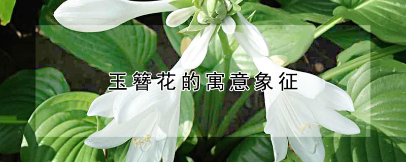 玉簪花的寓意象征(玉簪花语和寓意)