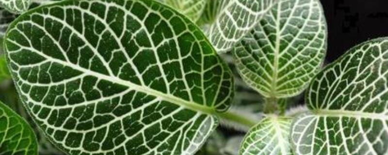 网纹草水浇多了怎么办 网纹草要多浇水还是少浇水
