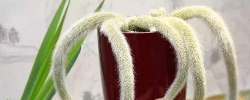 多肉植物九尾狐怎么养 九尾狐多肉怎样栽培