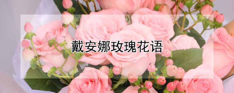 戴安娜玫瑰花语（粉色戴安娜玫瑰花语）