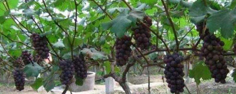葡萄的管理方法（葡萄的管理方法与技术）