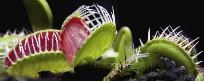 捕蝇草发黑是怎么了(捕蝇草变黑还有救吗)