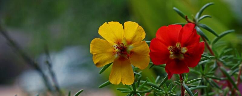 太阳花出苗后怎么护理（太阳花播种出苗以后如何管理）