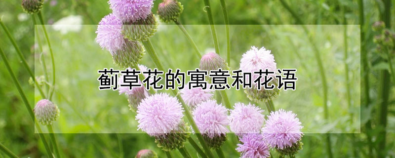 蓟草花的寓意和花语（蓟草花语是什么）