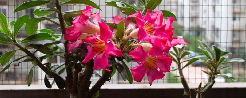 沙漠玫瑰叶子能喷水吗（沙漠玫瑰可以往叶上喷水吗）