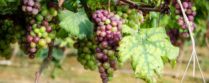 葡萄插迁最佳时间 葡萄几月份插迁