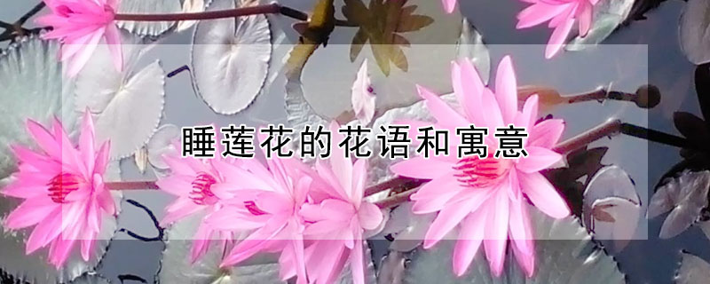 睡莲花的花语和寓意（睡莲花代表什么象征意义）