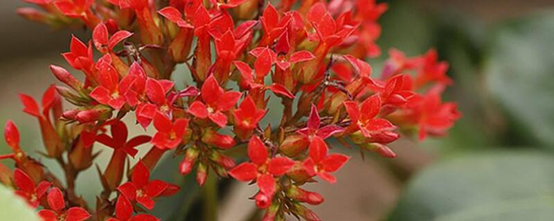 长寿花开花后如何修剪（长寿花开花以后怎么修剪）