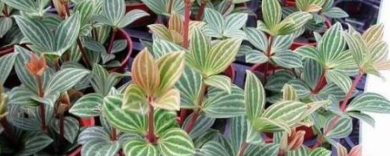 红天使椒草怎么浇水 红边椒草怎么浇水